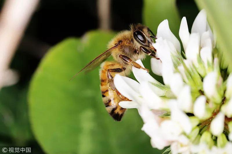 蜜蜂蛰伤数月仍肿，原因解析与应对之策