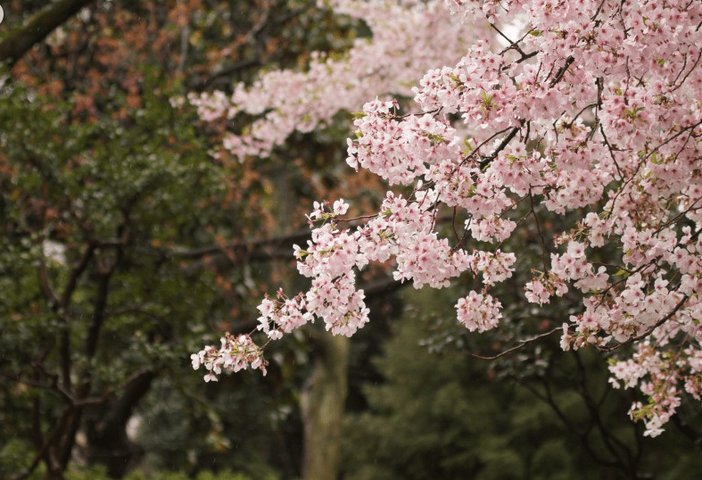 江苏樱花节能科技售后，卓越服务的典范