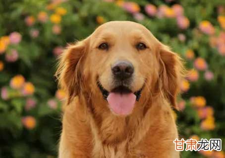 如何养护一个月大的金毛犬，新手指南