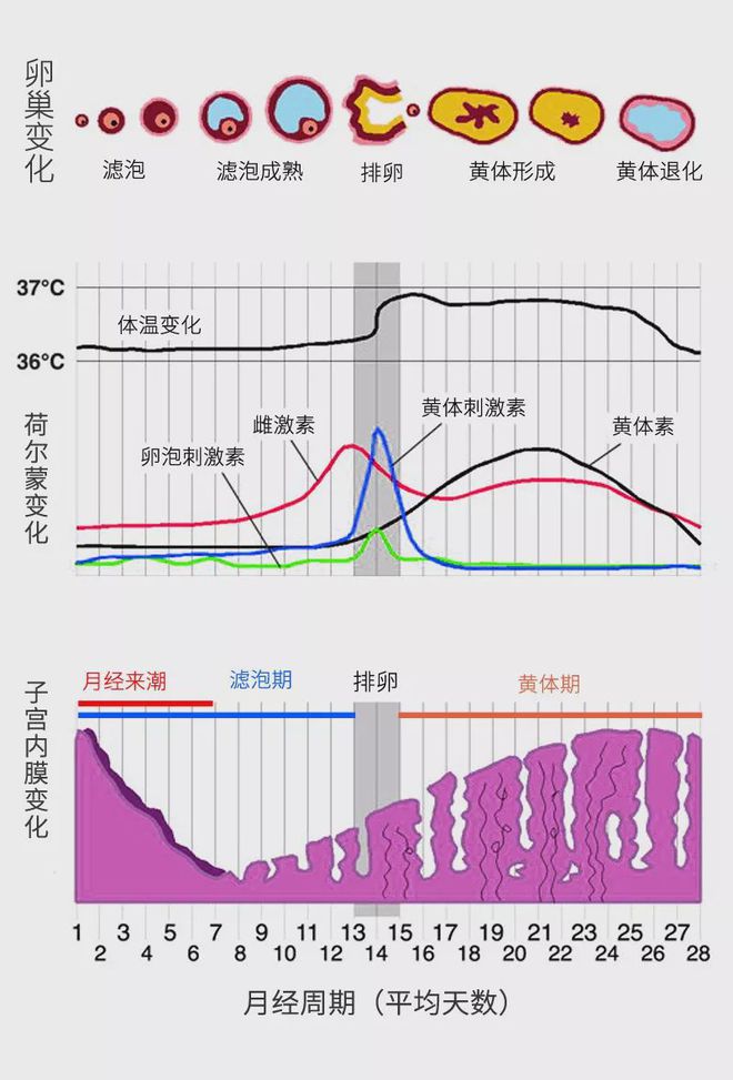 月经一个月几天，女性生理周期详解